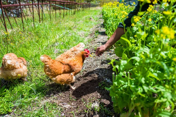Csirkét Etető Mezőgazdasági Termelő Ökológiai Gazdaságban Stock Fotó