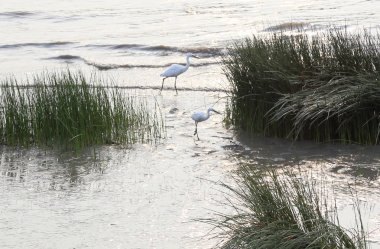 nunja, ak balıkçıl