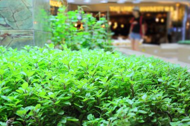 Kapalı nane Bahçe adam