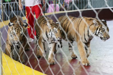 Circus tiger Hayvanat Bahçesi 
