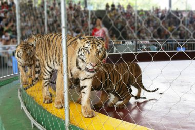 Circus tiger Hayvanat Bahçesi 
