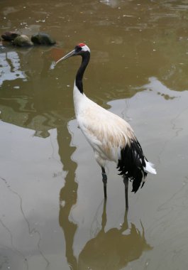 red-crowned crane clipart