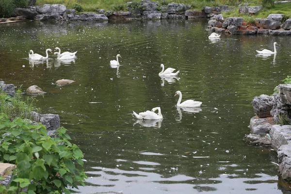 Un grupo de cisnes blancos en el lago —  Fotos de Stock