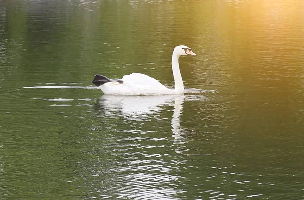 A white swan in the water — Stock Photo, Image