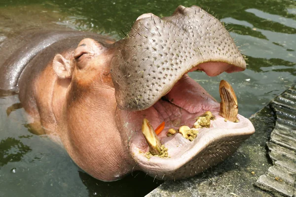 Hippo está comiendo. — Foto de Stock