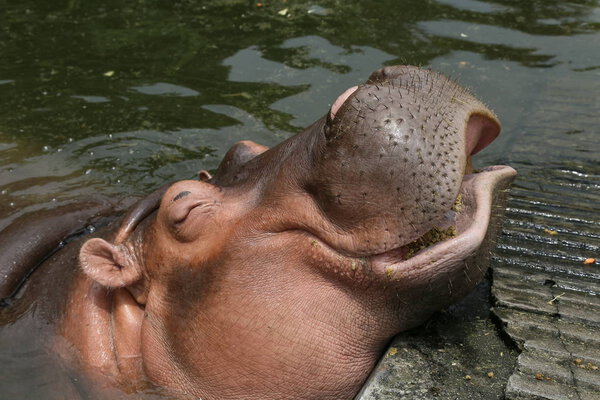 Hippo at zoo