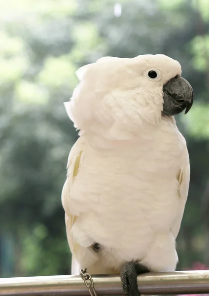 Ein weißer Papagei — Stockfoto
