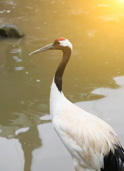 Red-crowned crane — Stock Photo, Image