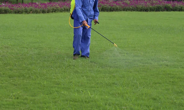 Gardener is spraying of insecticides at lawn