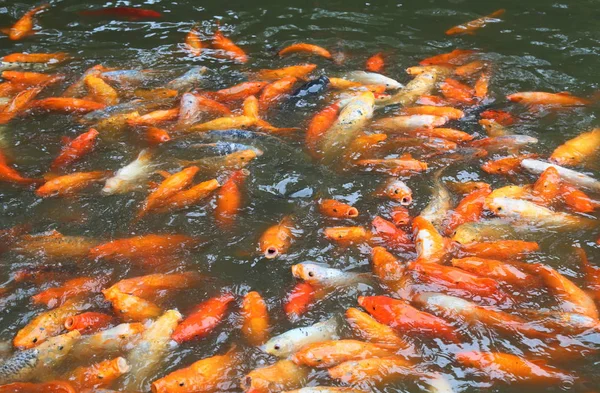 Goldfish at  park — Stock Photo, Image