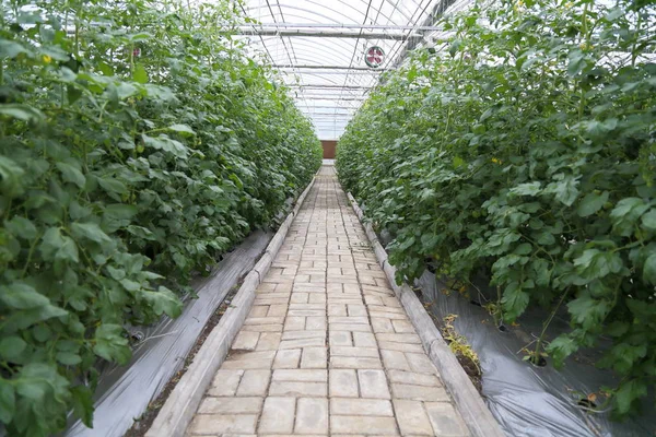 Greenhouse Agriculture — Stock Photo, Image