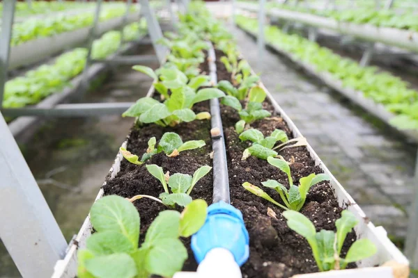 Agricultura de efecto invernadero —  Fotos de Stock