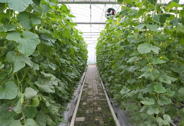 Agricultura de efecto invernadero — Foto de Stock