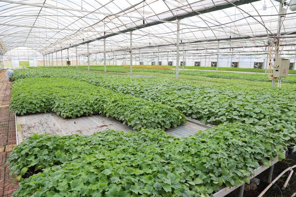 Greenhouse Agriculture