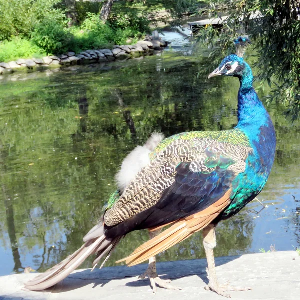 Toronto Lake peacock 2016 — Stockfoto