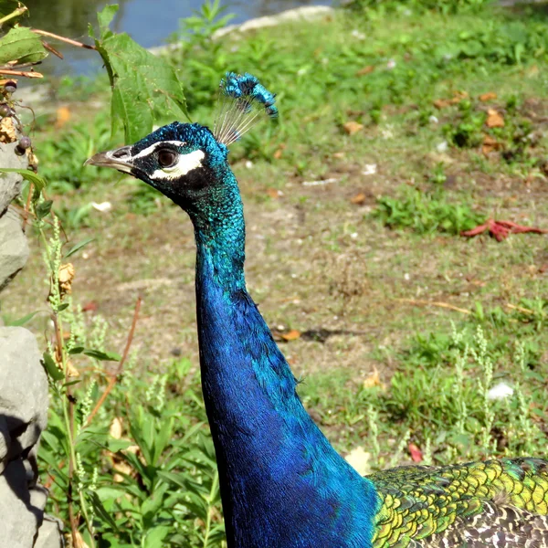 Toronto Lake portrait of peacock 2016 — Stock Photo, Image