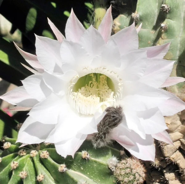 O Yehuda flor de cactus aislado 2007 —  Fotos de Stock