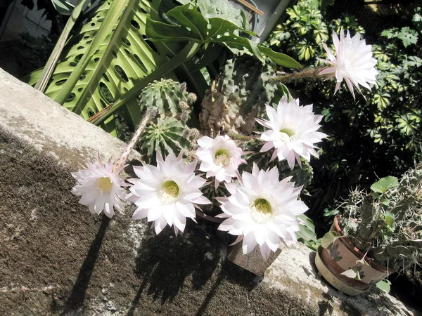 Or Yehuda The White Cactus Flowers 2007 — Stock Photo, Image