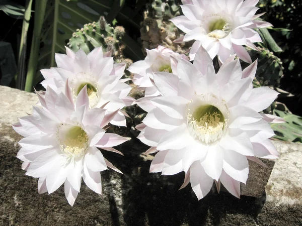 O Yehuda las flores de cactus blanco en una cerca 2007 — Foto de Stock