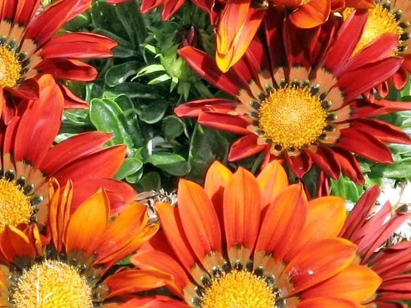 Ramat Gan Park vörös Gazania virág 2009 — Stock Fotó