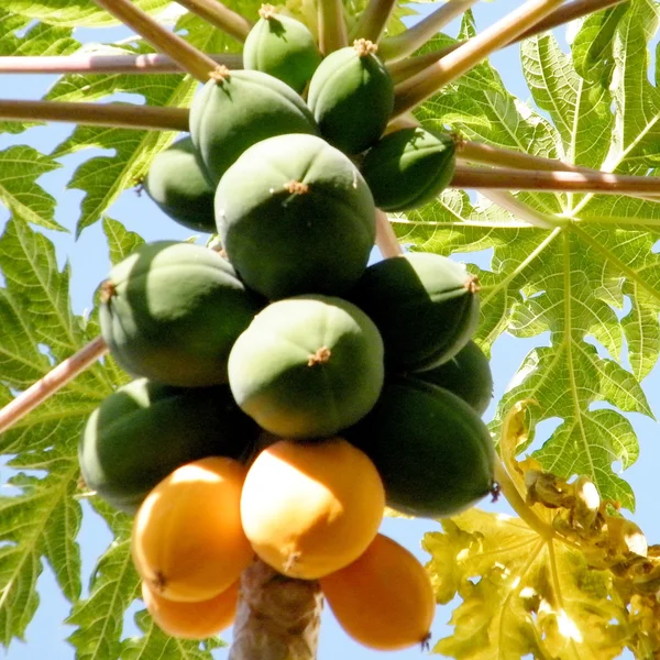 Oder Yehuda Papaya Frucht 2010 — Stockfoto