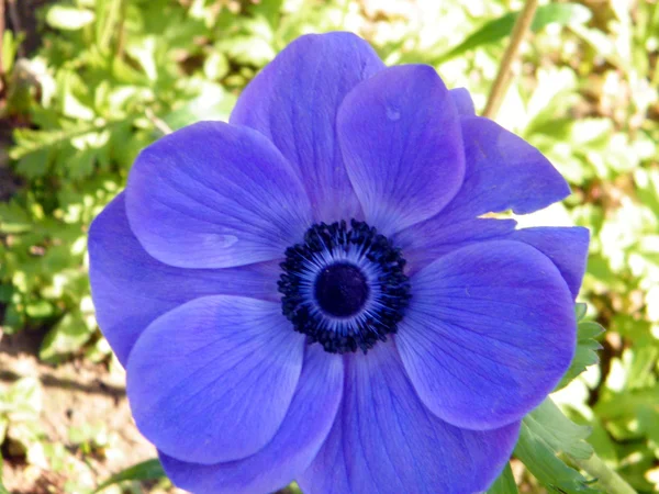 Ramat Gan Park Blue Crown Anemone flor Fevereiro 2011 — Fotografia de Stock