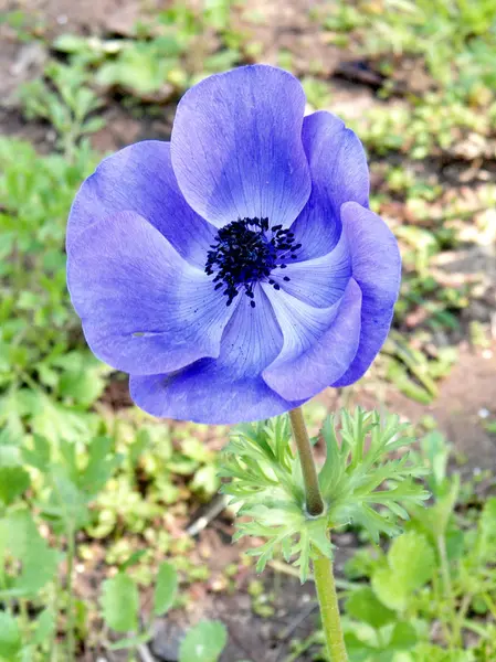 Ramat Gan Parco Viola Corona Anemone Febbraio 2011 — Foto Stock