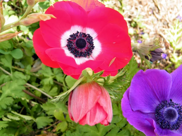 Or Yehuda the Crown Anemone flowers 2011 — Stock Photo, Image