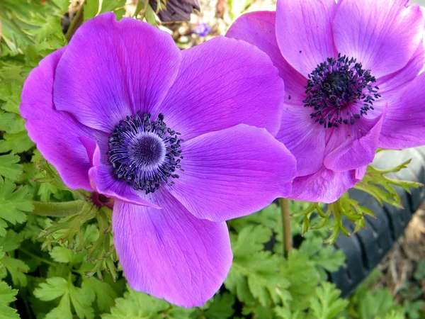 Or Yehuda beautiful Crown Anemone flowers 2011 — Stock Photo, Image