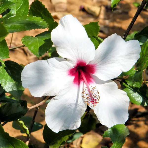 Ramat Gan Wolfson Park beyaz Hibiscus 2010 — Stok fotoğraf