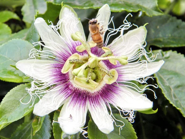 Or Yehuda bee on a Passiflora flower 2011 — Stock Photo, Image