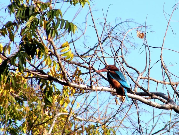 Veya Yehuda beyaz Breasted Kingfisher üzerinde bir Tree 2011 — Stok fotoğraf