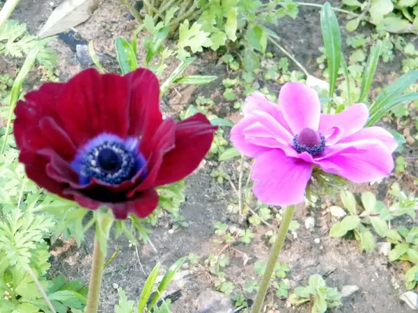 Ραμάτ Γκαν πάρκο δύο κορώνα ανεμώνη λουλούδια 2011 — Φωτογραφία Αρχείου