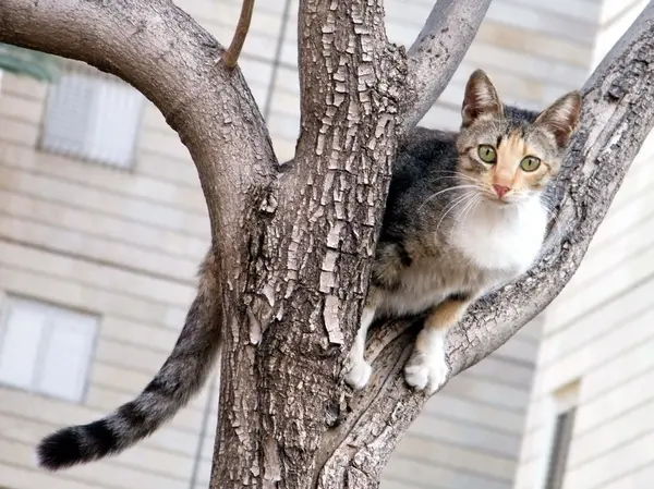 Ou gato de Yehuda em uma árvore 2011 — Fotografia de Stock