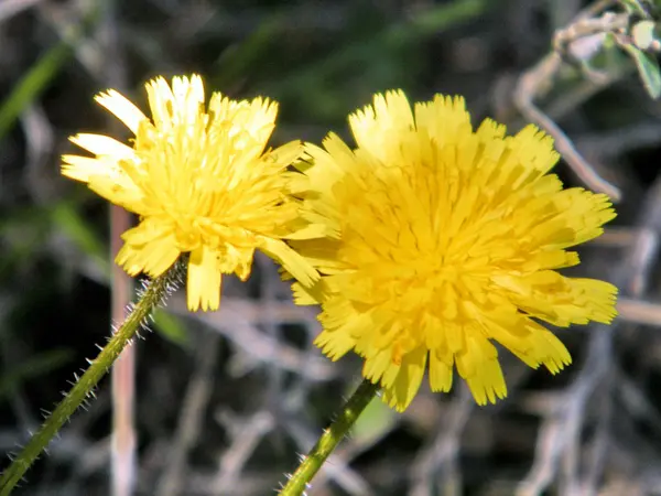 Shoham paardebloem bloemen 2011 — Stockfoto