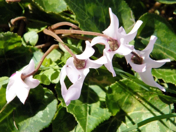 Shoham cyklamen kwiat 2011 — Zdjęcie stockowe