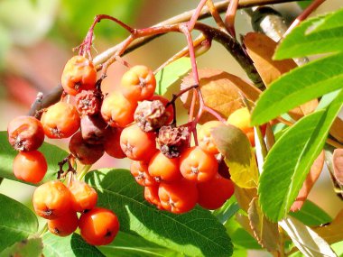 Thornhill fidanı 2016 