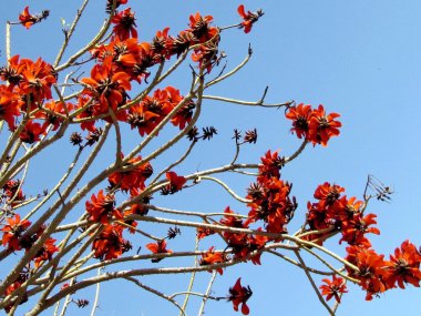 Veya Yehuda Coral Tree 2012