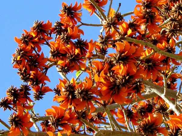 Of Yehuda Coral Tree bloemen 2012 — Stockfoto