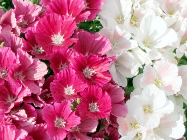 Или цветок Петунии Иегуды 2012 — стоковое фото