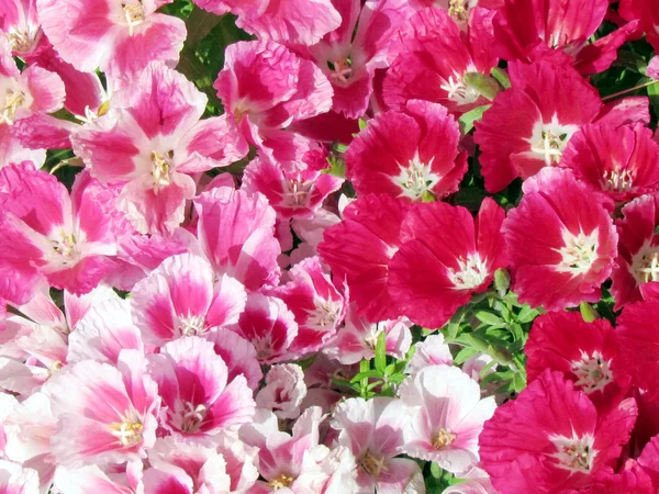 Or Yehuda carpet of Petunia 2012 — Stock Photo, Image