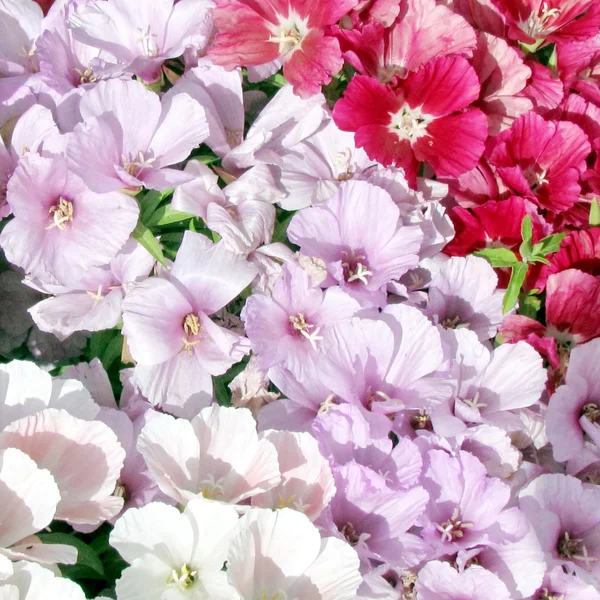 Или цветы Иегуды Петунии 2012 — стоковое фото