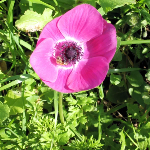 Ramat Gan Park Pink Crown Anemone flower 2007 — Stock Photo, Image