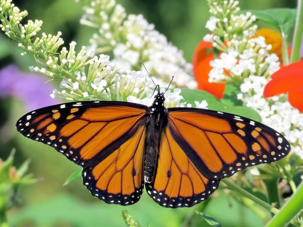 Toronto Lake Monarch farfalla su un fiore bianco 2016 — Foto Stock