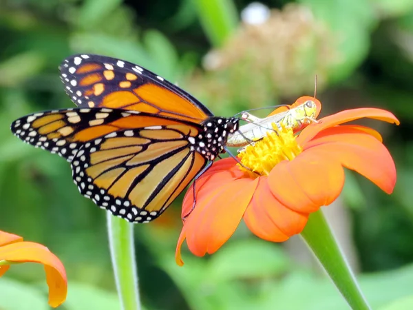 Toronto Gölü Monarch kelebek ve çekirge 2016 — Stok fotoğraf