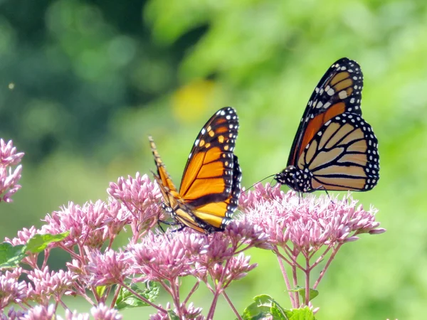 Toronto Lake Monarch mariposas 2016 —  Fotos de Stock