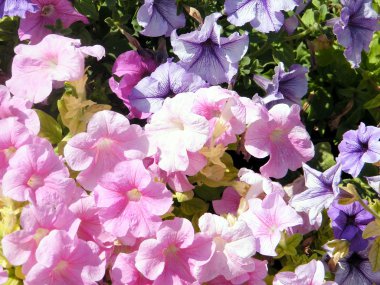 Ramat Gan Park Petunya çiçek 2010