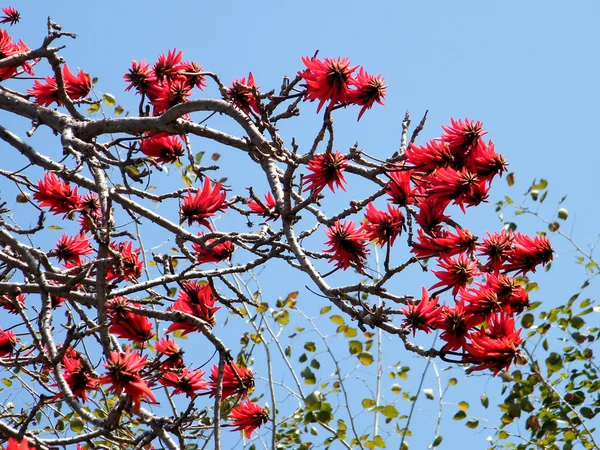 Ramat Gan Wolfson Park las flores del árbol de coral 2011 — Foto de Stock