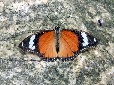 Niagara Danaid eggfly 2016 