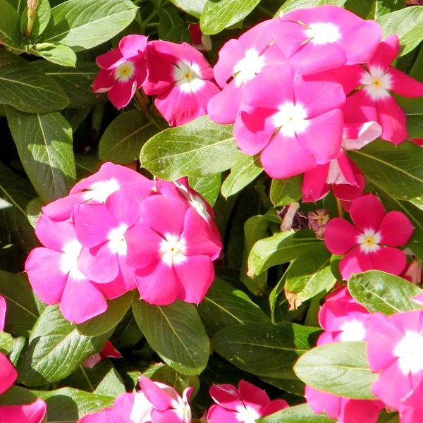 Or Yehuda Phlox flower 2010 — Stock Photo, Image